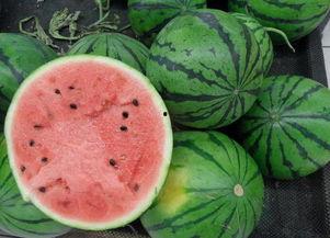 美味快递在线观看西瓜,在线观看西瓜，尽享美食盛宴  第1张